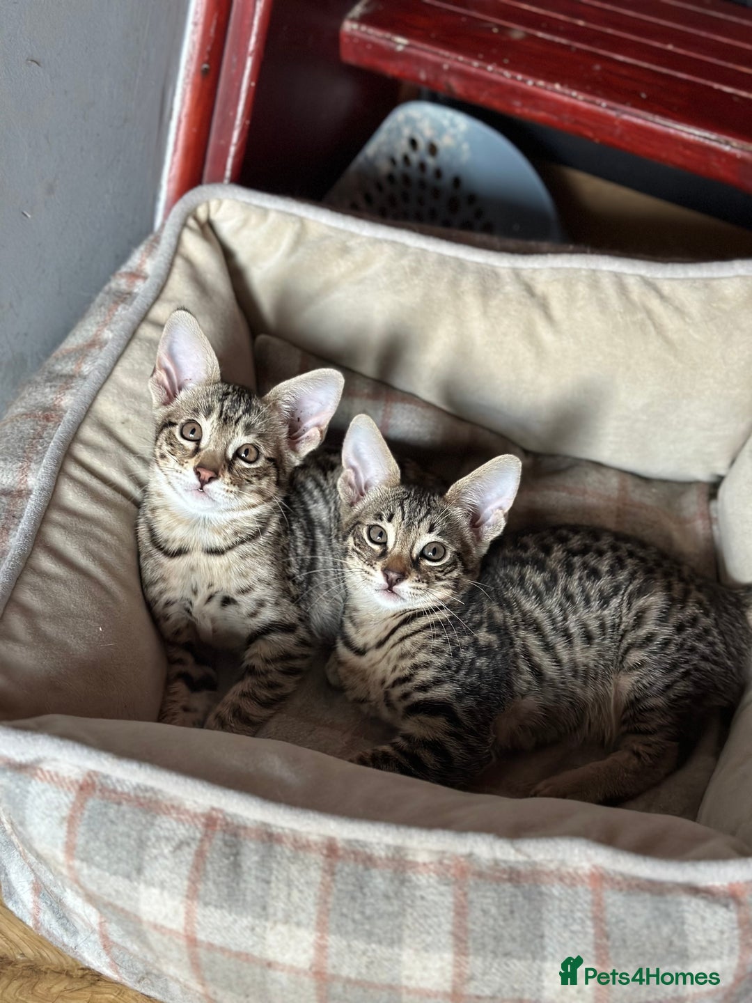 Savannah cats for sale: Savannah F4 girl kittens - Image 8