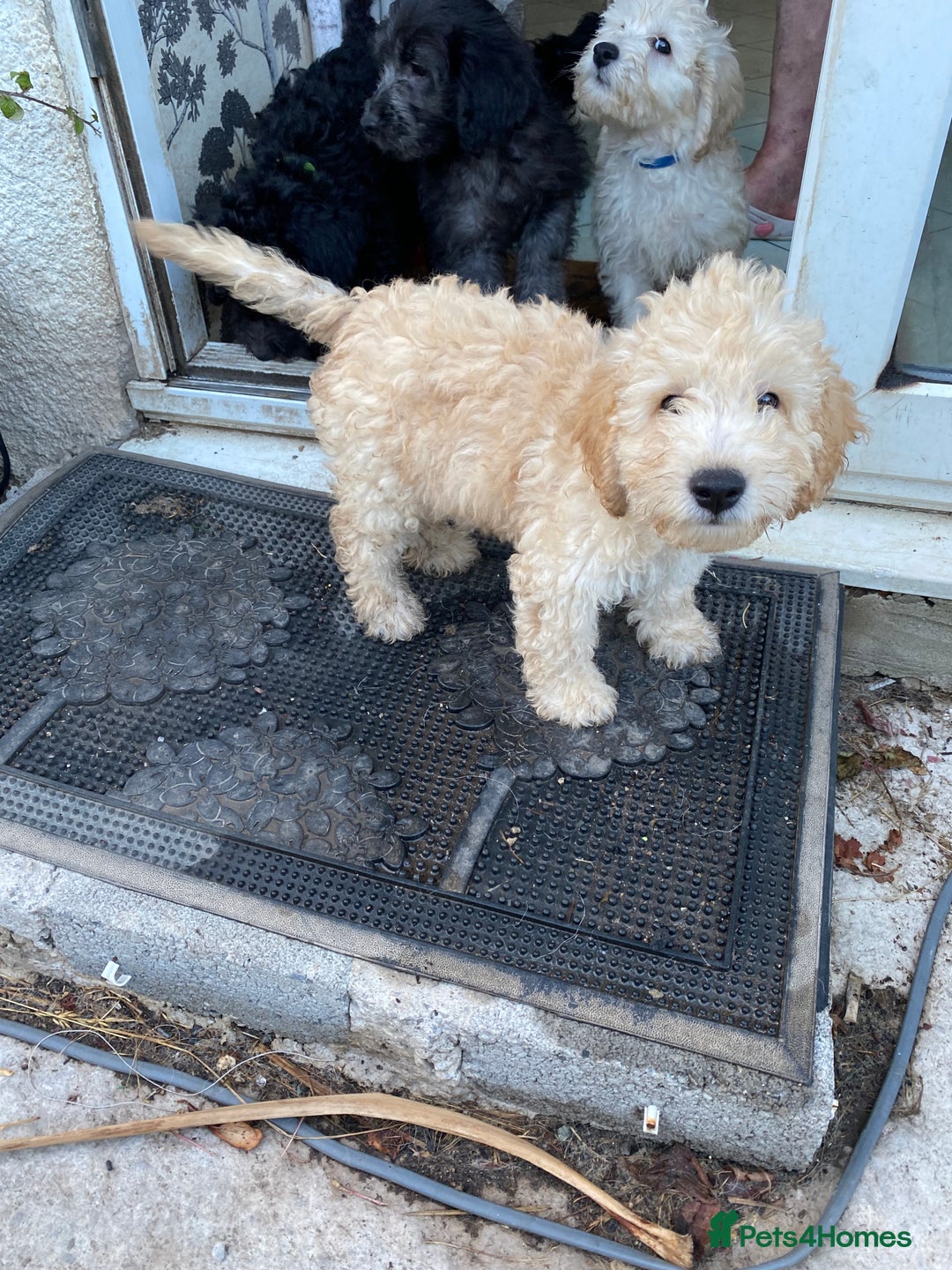 Sproodle dogs for sale: Sproodle puppies ready now - Image 2