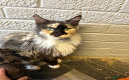 Maine Coon cats for sale: GCCF READY TO GO - Image 3