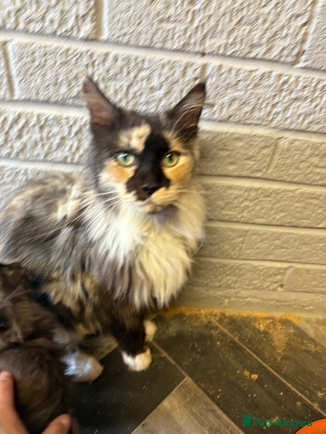 Maine Coon cats for sale: GCCF READY TO GO - Image 3