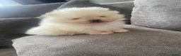 Pomeranian dogs for sale: Beautiful teddy bear faced poms - Advert 2