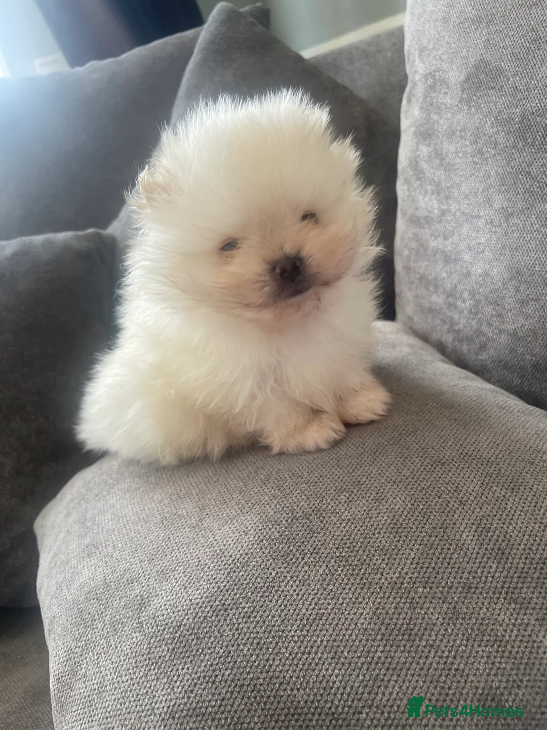 Pomeranian dogs for sale: Beautiful teddy bear faced poms - Advert 2