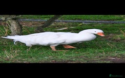 Geese poultry for sale: Sebastopol ganders - Image 3