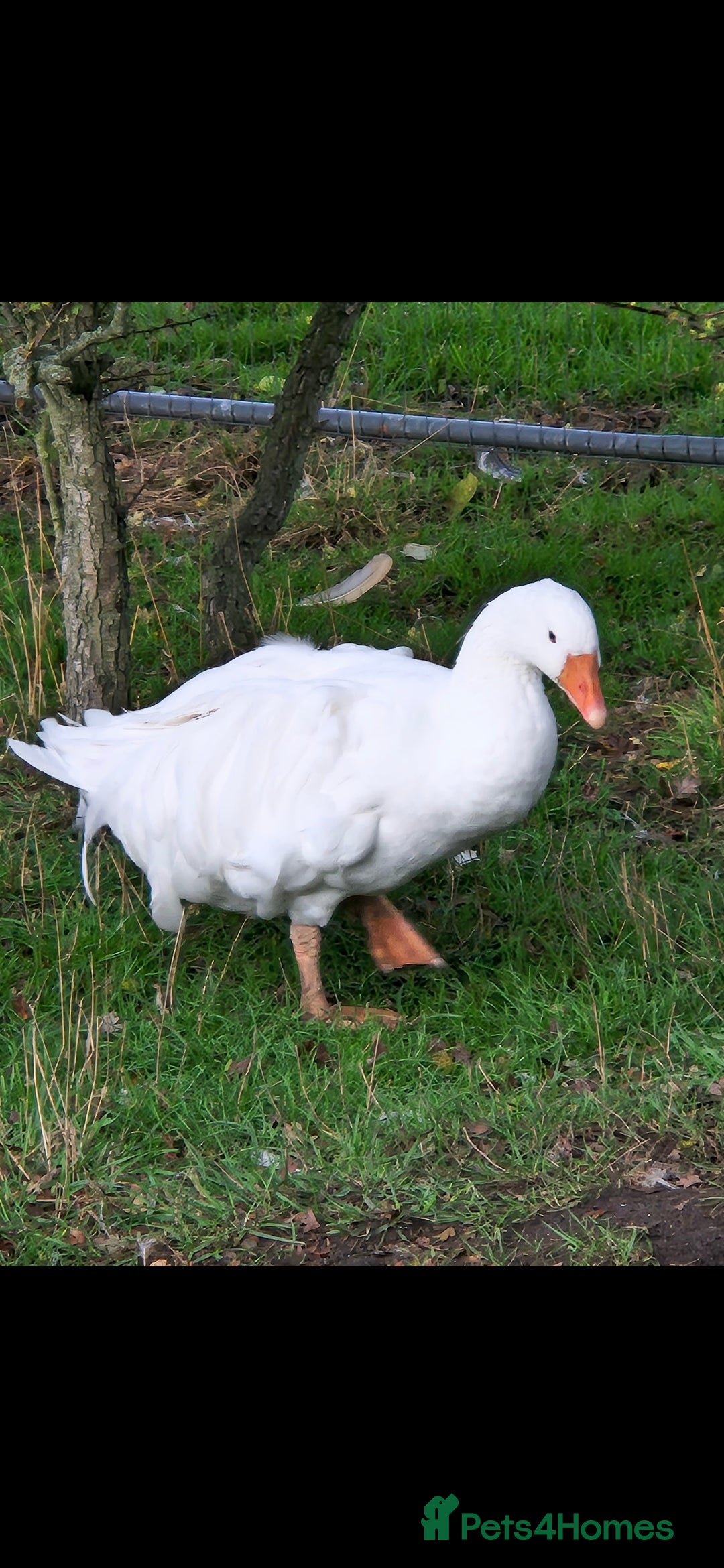 Geese poultry for sale: Sebastopol ganders - Image 3