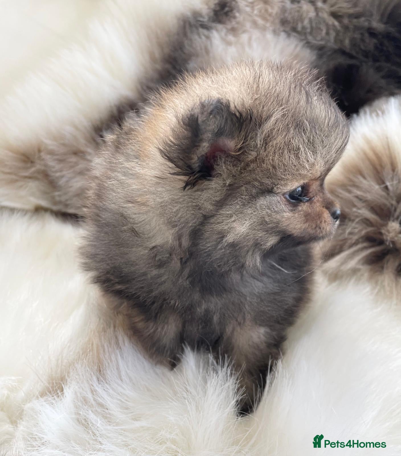 Pomeranian dogs TOP QUALITY KC TINY POMERANIAN PUPPIES AVAILABLE  - Advert 6