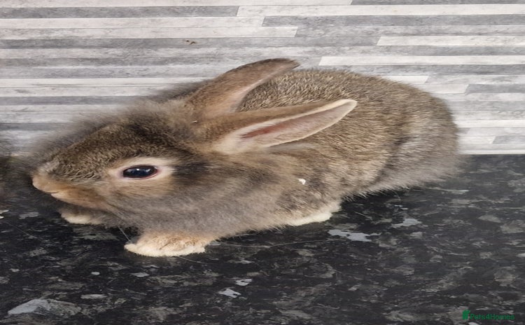 Lionhead rabbits - Advert 20