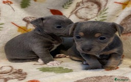 Jack Russell dogs for sale: Blue, Lilac & Tan smooth coated miniature JRT - Advert 9