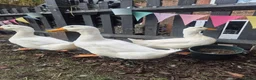 Ducks poultry for sale: Aylesbury Ducks in Tonbridge - Advert 2