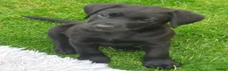 Labrador Retriever dogs for sale: Labrador puppies - Advert 1