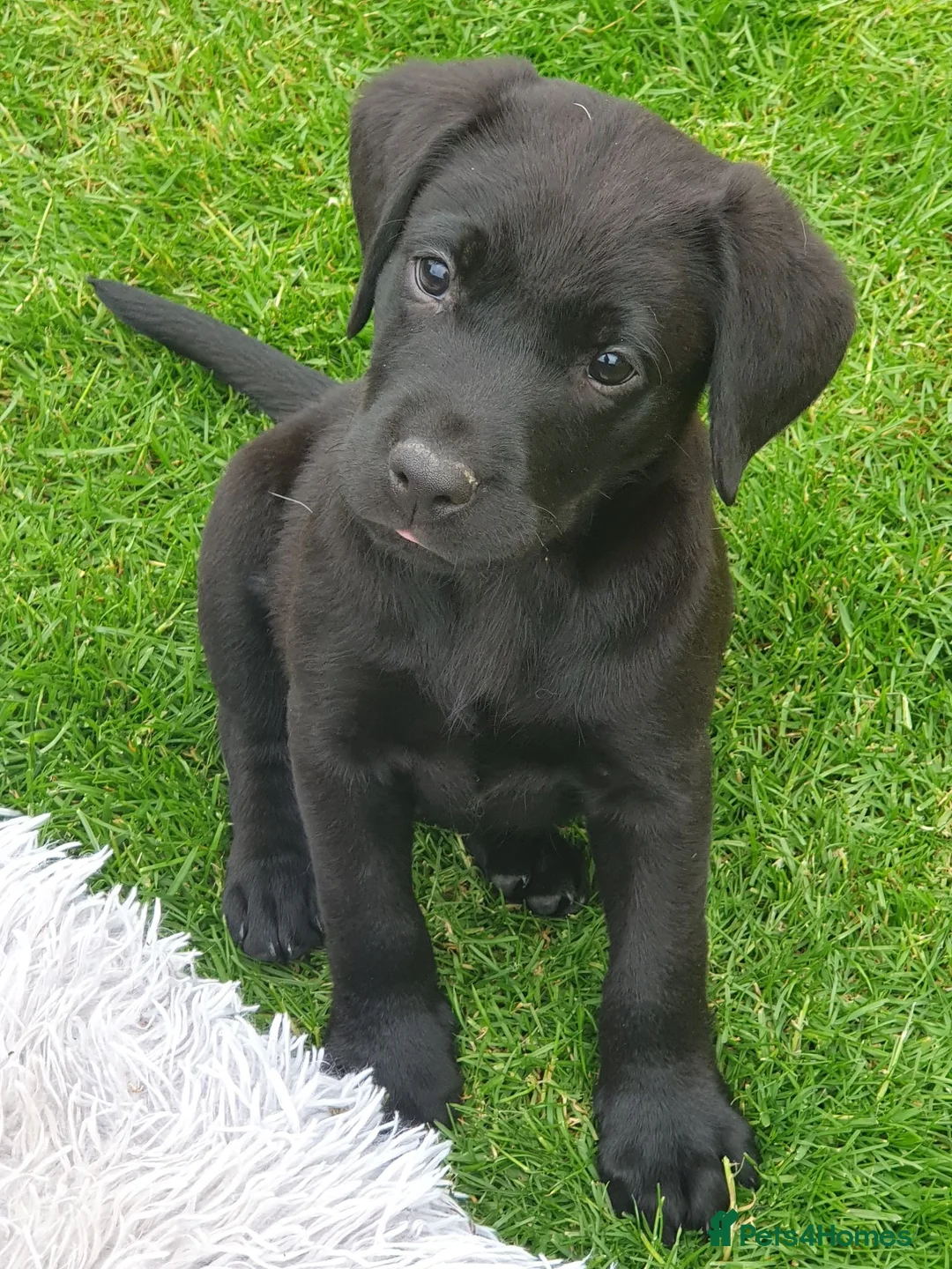 Labrador Retriever dogs for sale: Labrador puppies - Advert 1