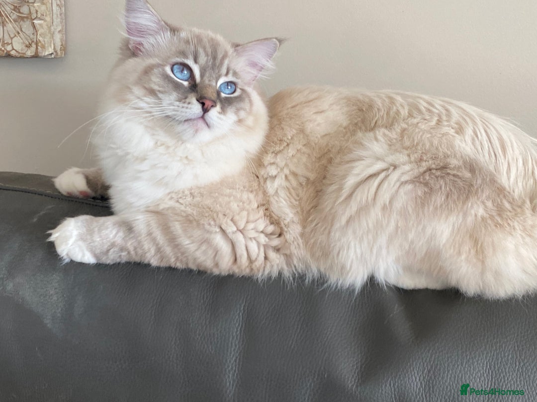 Ragdoll cats for sale: Blue Lynx TICA boy  - Image 16