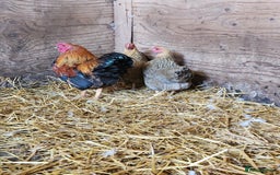 Chickens poultry for sale: Trios of pure bred chicken breeds - Image 2