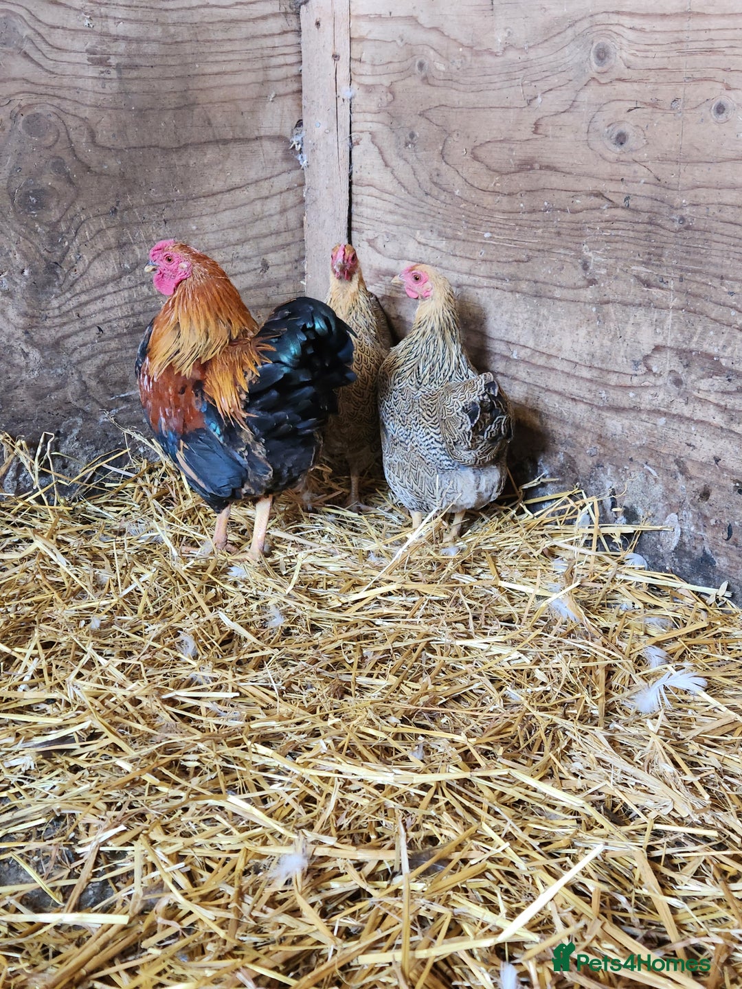 Chickens poultry for sale: Trios of pure bred chicken breeds - Image 2
