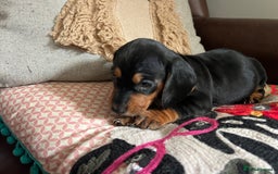 Mixed Breed dogs for sale: Cutest Standard Dachshund x Cocker Puppies - Image 7