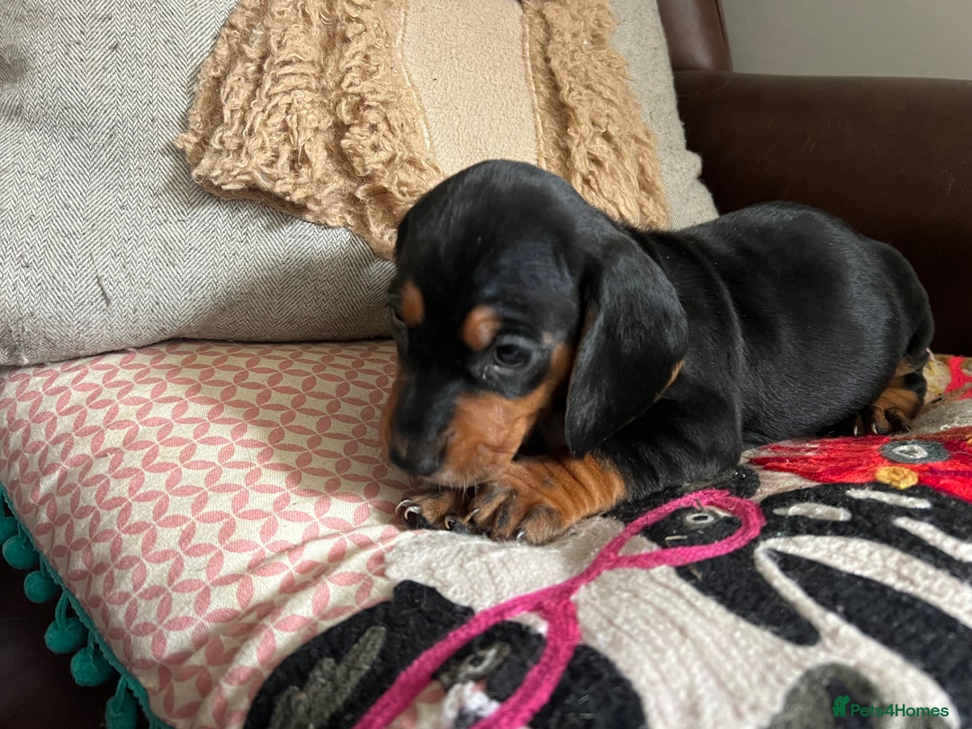 Mixed Breed dogs for sale: Cutest Standard Dachshund x Cocker Puppies - Image 7