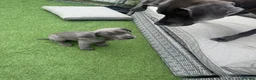 Great Dane dogs for sale: Ready to go! Blue Great Danes - 2 Girls Remaining! - Advert 7