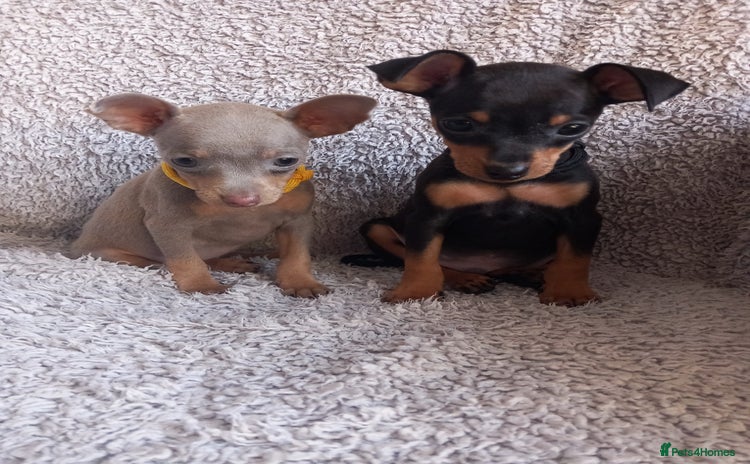 Miniature Pinscher dogs KC Reg Miniature Pinschers, 2 remaining. - Advert 6
