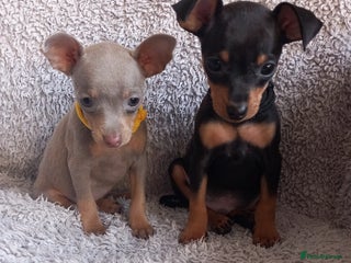 Miniature Pinscher dogs KC Reg Miniature Pinschers, 2 remaining. - Advert 1