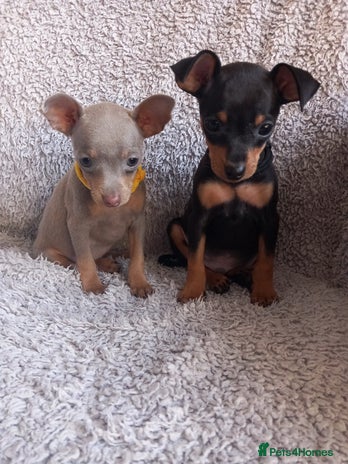 Miniature Pinscher dogs KC Reg Miniature Pinschers, 2 remaining. - Advert 6