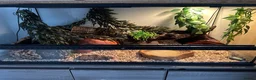 Python Snake reptiles for sale: Ball python + full set up - Advert 3