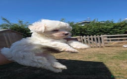 Maltese dogs for sale: Maltese puppies  - Image 7