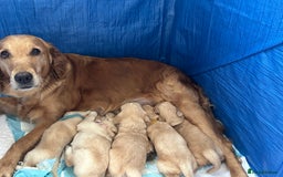 Golden Retriever dogs for stud: Handsome Golden boy for stud  in Frome - Image 12