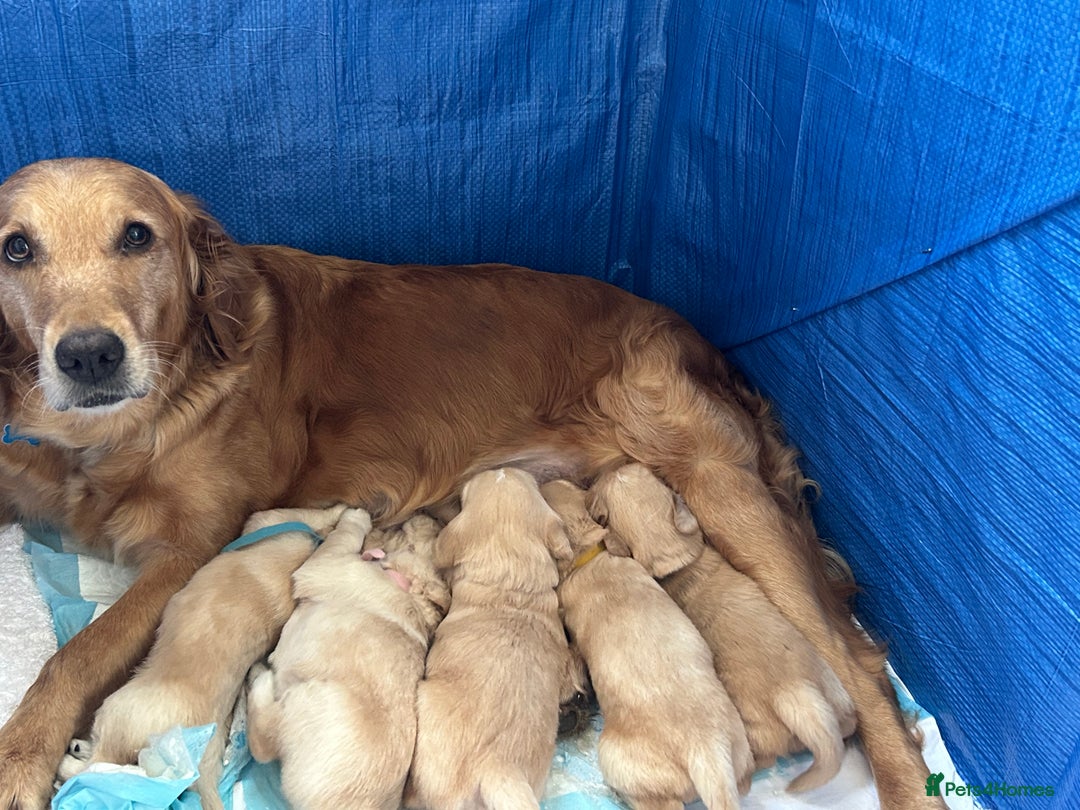 Golden Retriever dogs for stud: Handsome Golden boy for stud  in Frome - Image 12