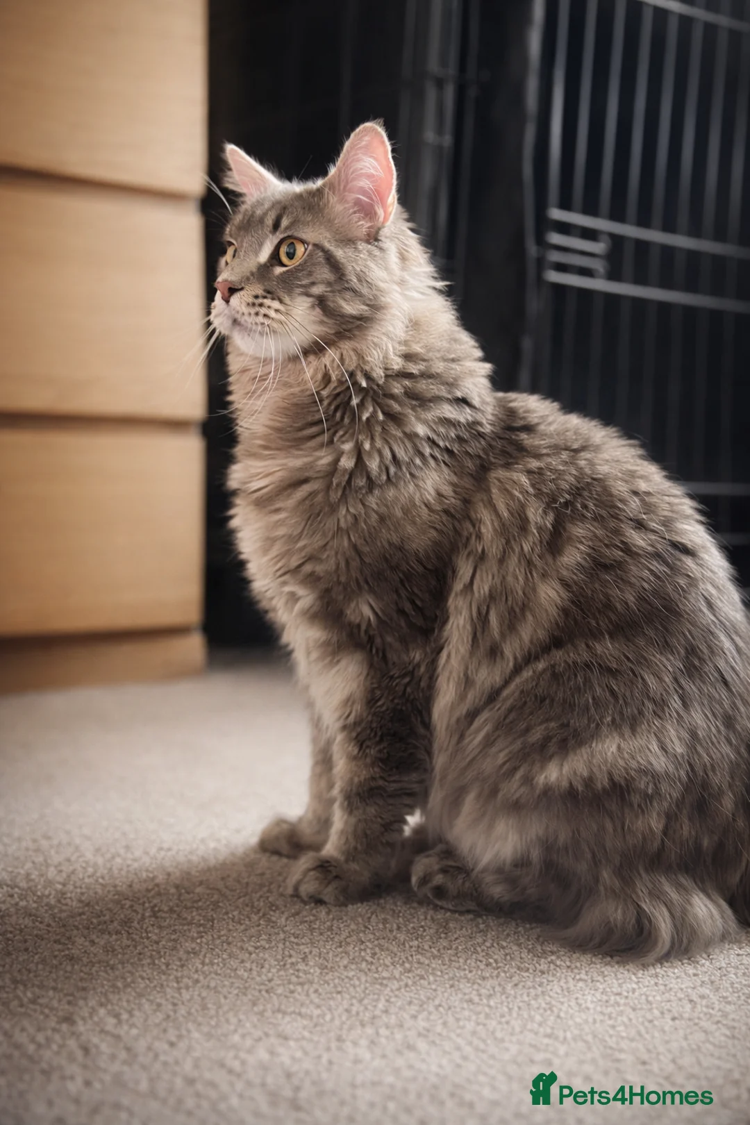 Maine Coon cats for sale: XL Maine coon entire male for sale  - Advert 1