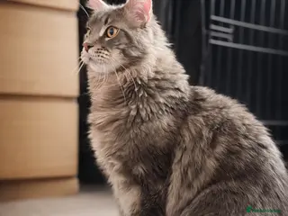 Maine Coon cats XL Maine coon entire male for sale - Advert 14