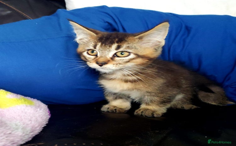 Munchkin cats - Advert 1