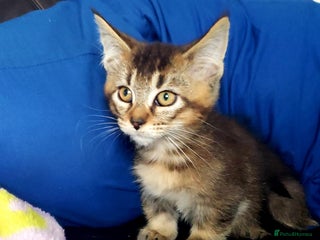 Munchkin cats - Advert 2