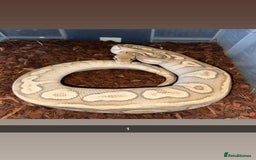 Snake reptiles for sale: Royal Python / Boa  - Image 1