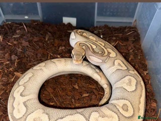 Snake reptiles - Advert 40