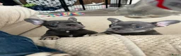 French Bulldog dogs for sale: French Bulldog 1 male remaining - Advert 3