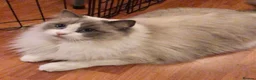 Ragdoll cats for sale: Beautiful GCCF Registered Ragdoll Looking for Home - Advert 3