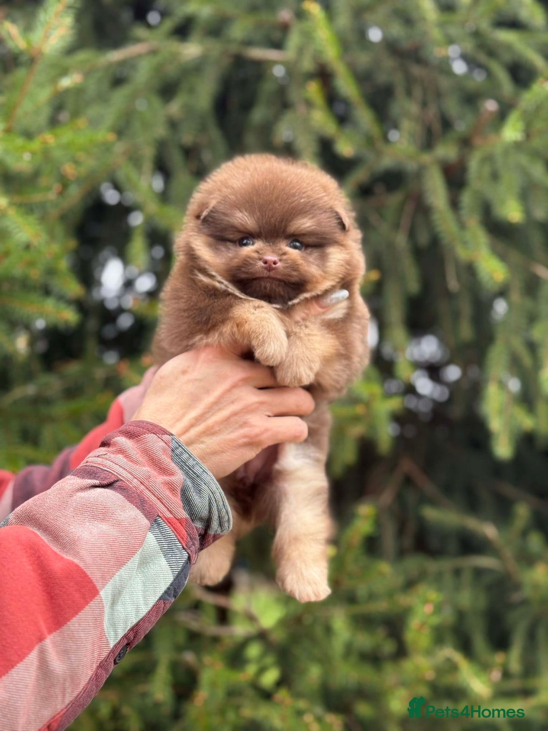 Pomeranian dogs for stud: Top quality proven Pomeranian stud  - Advert 13