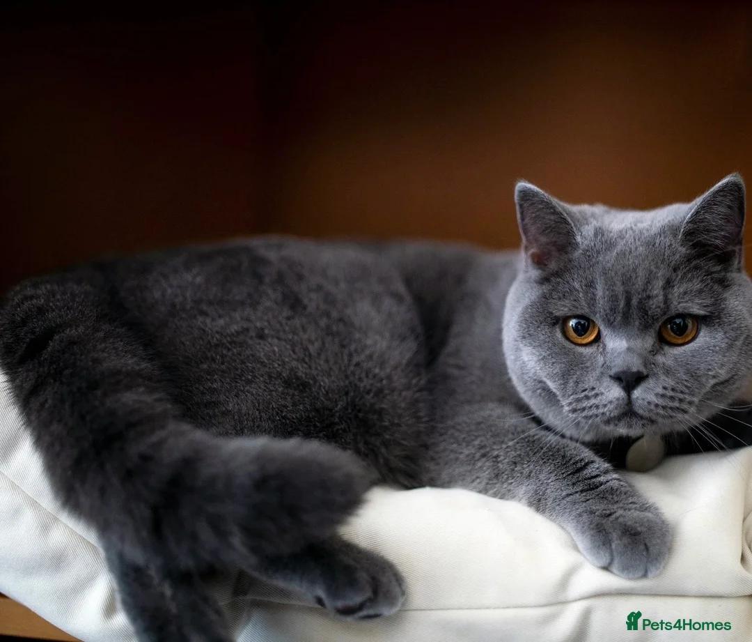 British Shorthair cats for sale: British shorthair kittens  - Advert 2