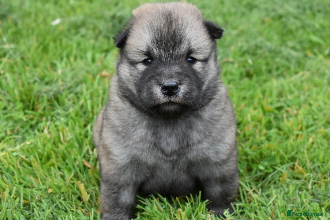 Chow Chow dogs for sale: Genuine Teddy Bear Chowski Puppies - Image 15