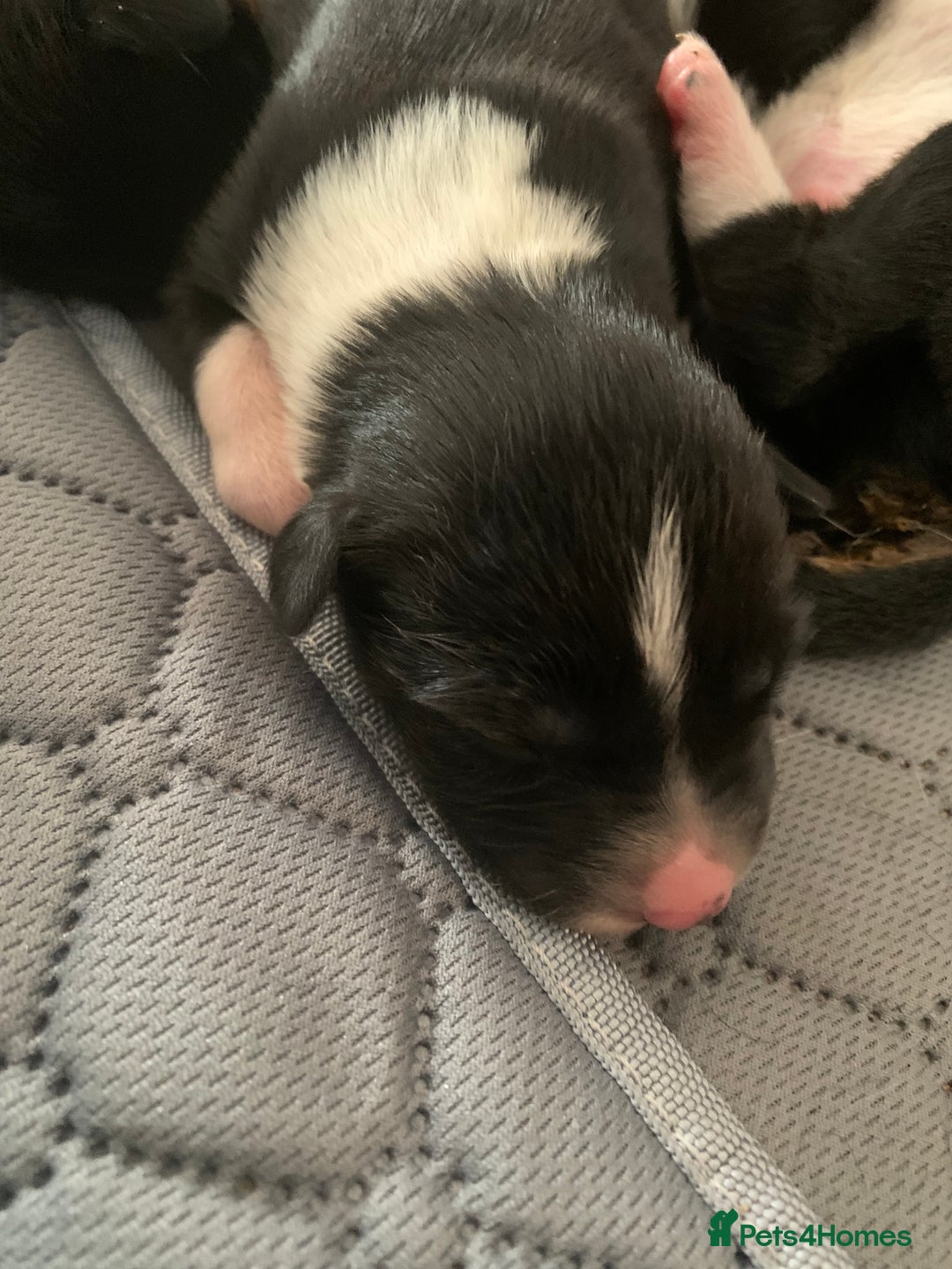Border Collie dogs for sale: Pure Border Collie pups  - Advert 6