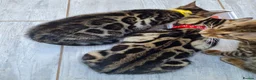 Bengal cats for sale: ❤️ Gorgeous Pure Bengal Babies! ❤️ - Advert 23