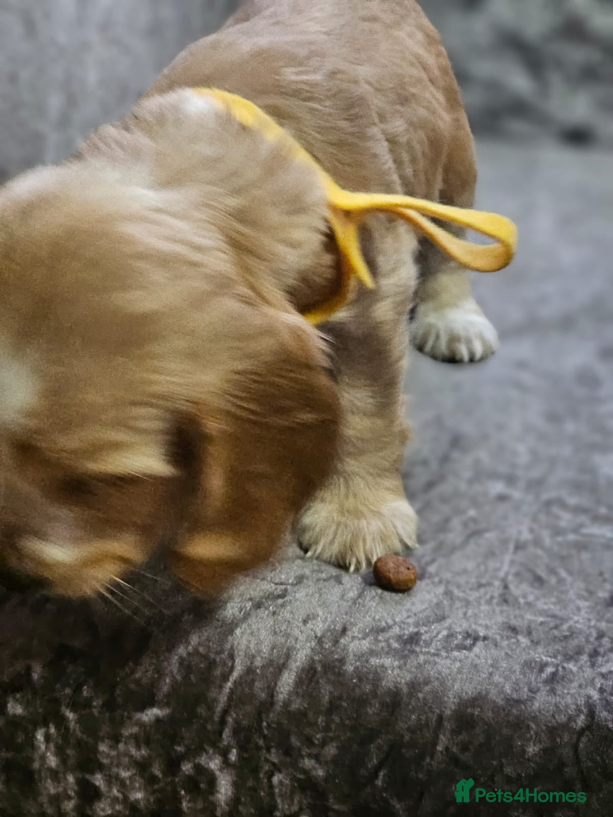 Cocker Spaniel dogs for sale: cocker spaniel puppies - Advert 18