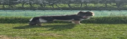 German Shepherd dogs for sale: Stunning Blue & Tan GSD female - Advert 10
