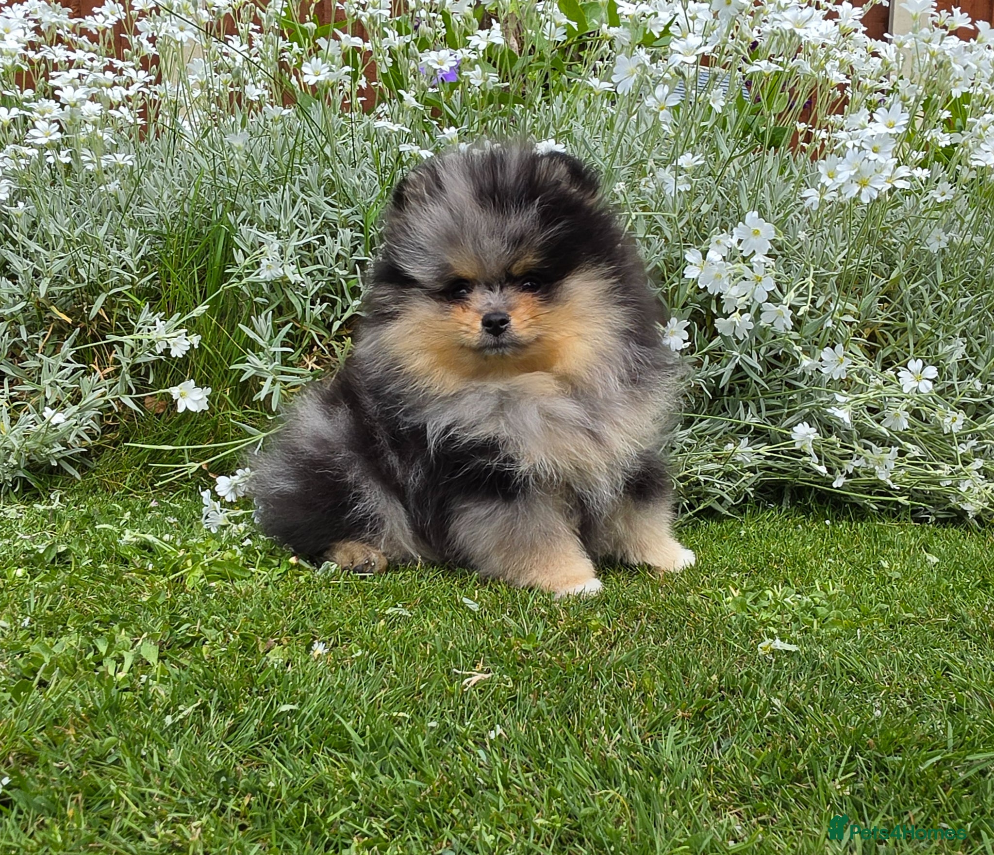 Pomeranian dogs Stunning Rare Merle Pomeranian - Advert 3