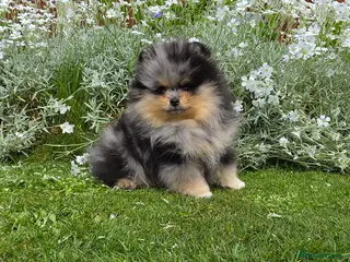 Pomeranian dogs Stunning Rare Merle Pomeranian - Advert 17
