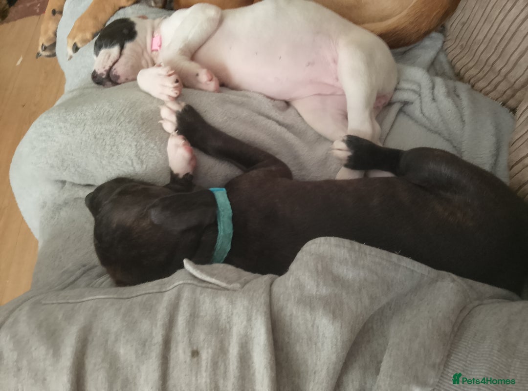 Staffordshire Bull Terrier dogs for sale: Staffie puppies for sale  - Image 26
