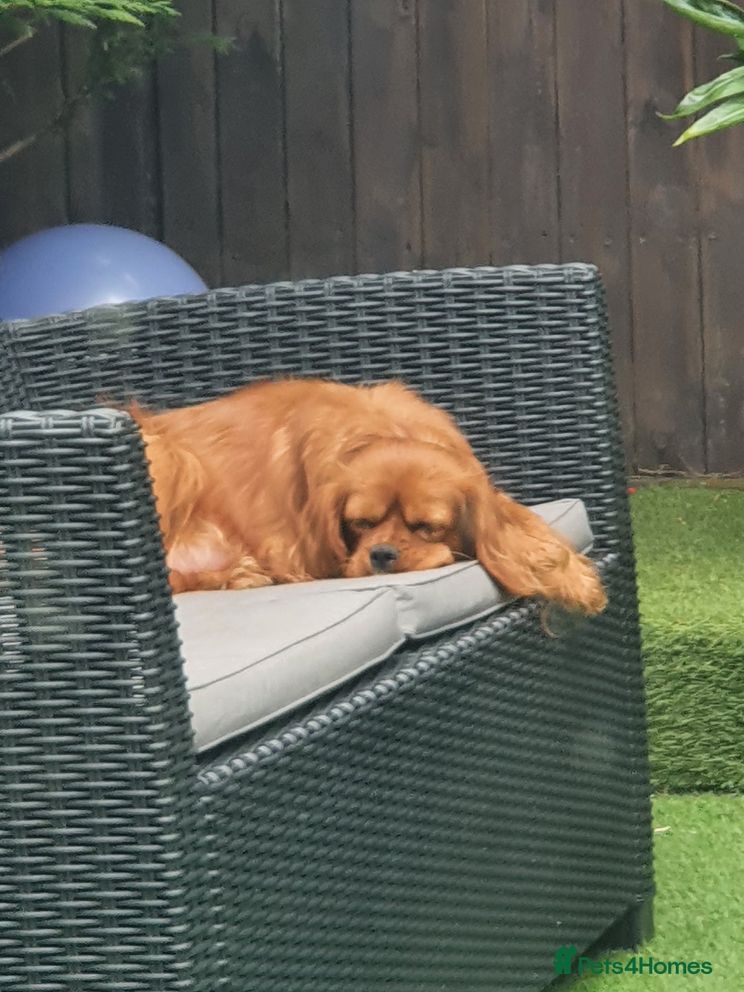 Cavapoo dogs for sale: Extensively Health tested Rare F1 Cavapoos - Image 4