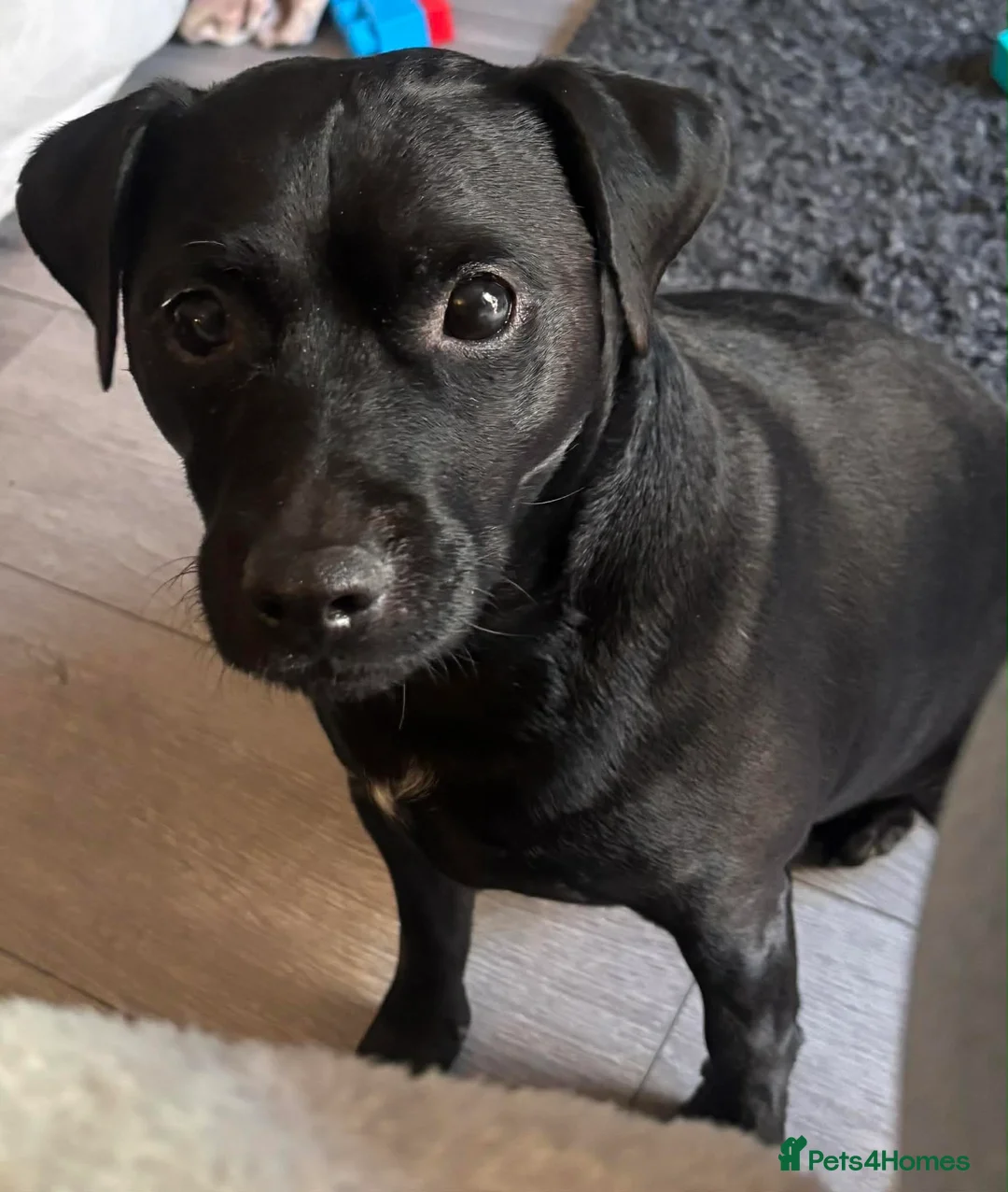 Mixed Breed dogs for adoption: ❤️🐶 MILO (PATTERDALE) – A SWEET, CUDDLY COMPANION - Advert 1