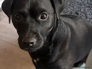 Mixed Breed dogs ❤️🐶 MILO (PATTERDALE) – A SWEET, CUDDLY COMPANION - Advert 1