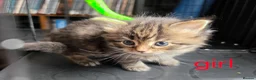 Mixed Breed cats for sale: Maine Coon x British Longhair kittens - Advert 6