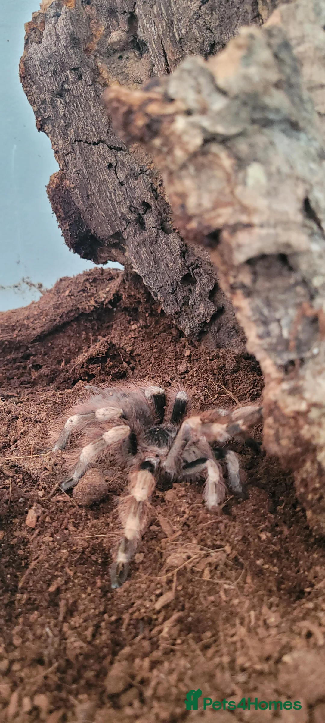Spiders invertebrates for sale: Brazillian White Knee Tarantula in Barnsley - Advert 1